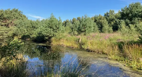 Moor