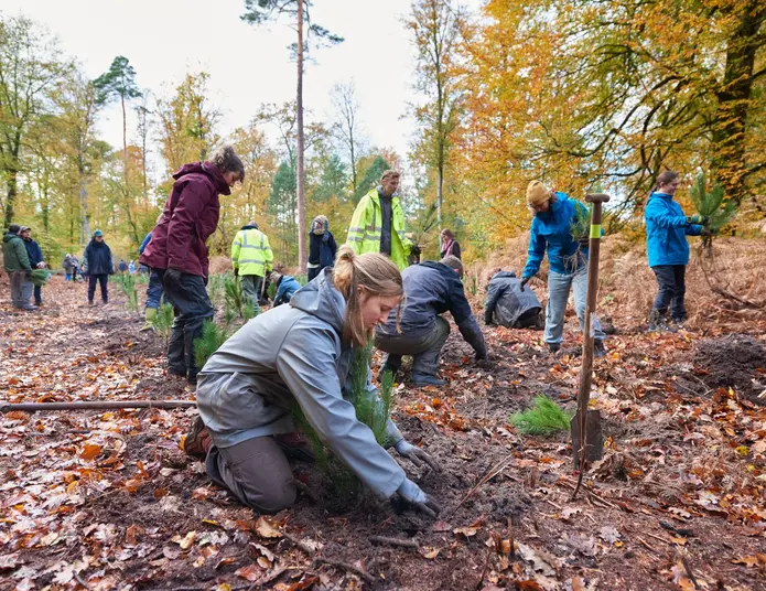 Des jeunes en train de planter des arbres