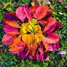 rose-en-landart-amallaly.jpeg