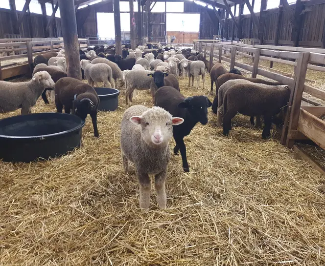 moutons.jpg