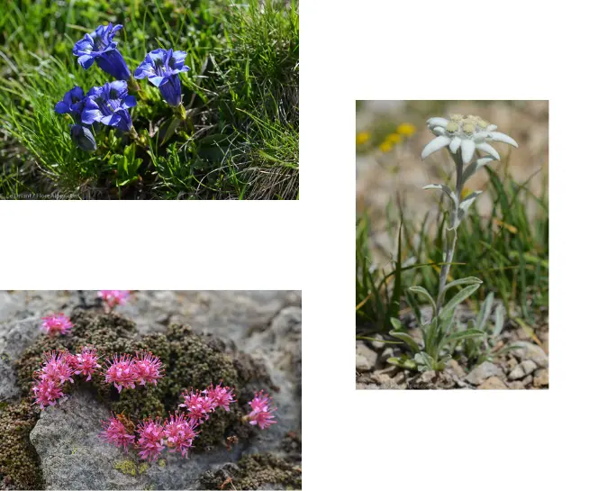 Gentiane de koch, Saxifrage &amp; Edelweiss